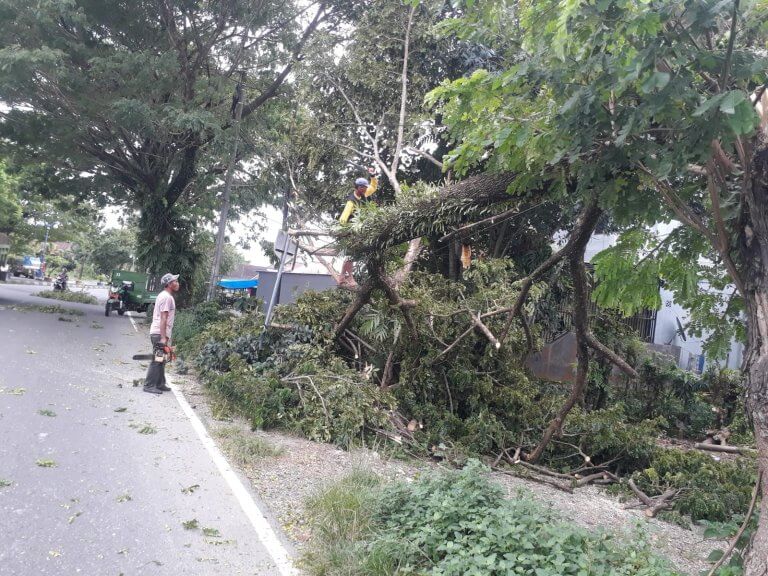 Instruksi Bupati, Petugas PU, BPBD dan DLH Gerak Cepat Bersihkan Pohon Tumbang