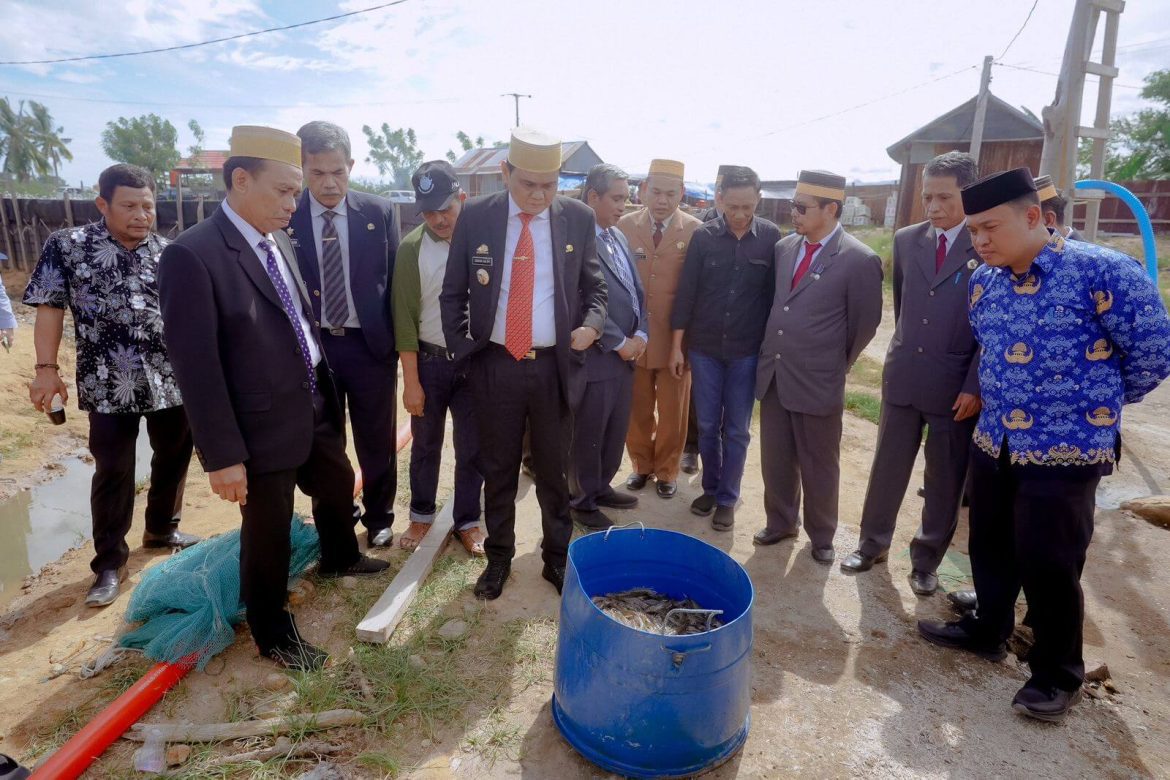 Bupati Barru Hadiri Panen Parsial Udang Vanamei di Burancie