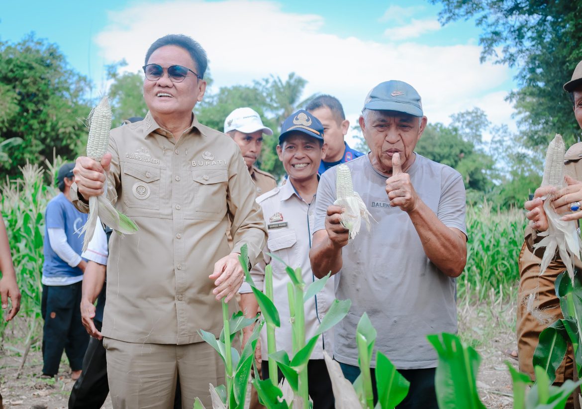 Bupati Barru Suardi Saleh Melakukan Panen Jagung Perdana di Desa Balusu