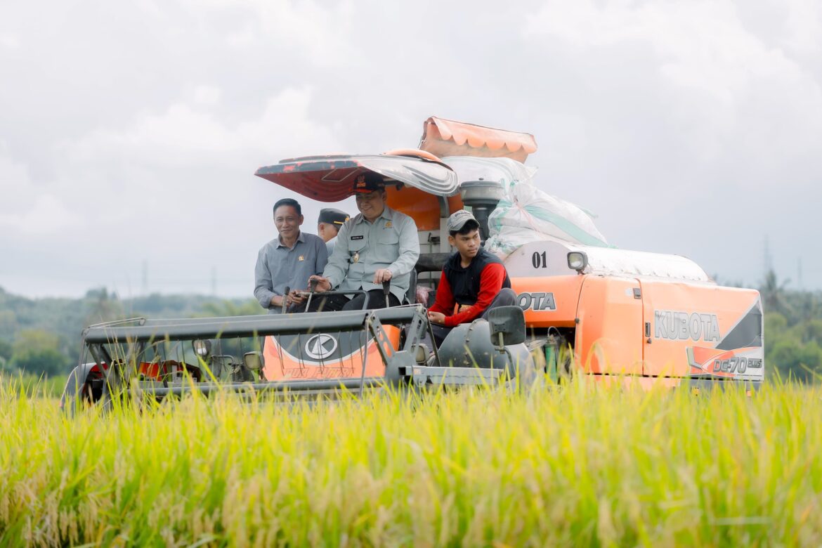 Wabup Barru Panen Raya Bersama Kelompok Tani Makkawarue: Dukung Ketahanan Pangan Nasional