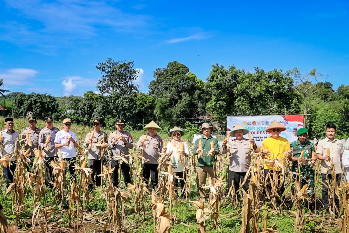 Wabup dan Kapolres Barru Panen Jagung di Siawung, Sinergi Polri dan Petani Tumbuhkan Swasembada