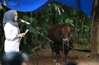 Bupati Barru Serahkan Sapi Kurban Perabowo ke Dusun Jempulu, Desa Pujananting
