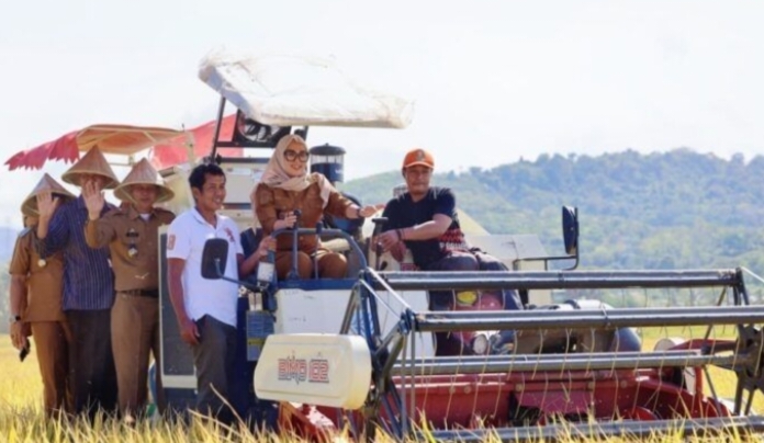Bupati Andi Ina Syukuri Panen Padi 8,8 Ton per Hektar di Soppeng Riaja
