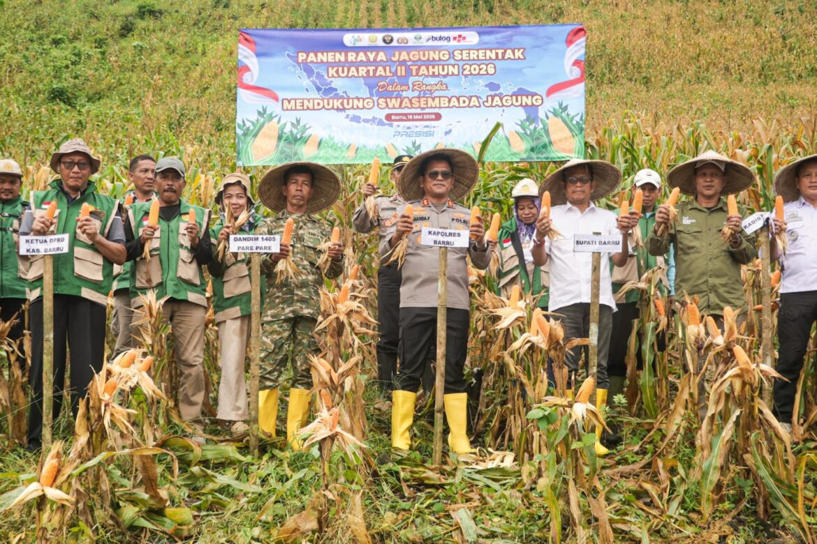 ​Wujudkan Swasembada, Polres dan Pemkab Barru Gelar Panen Raya Jagung Bersama Petani