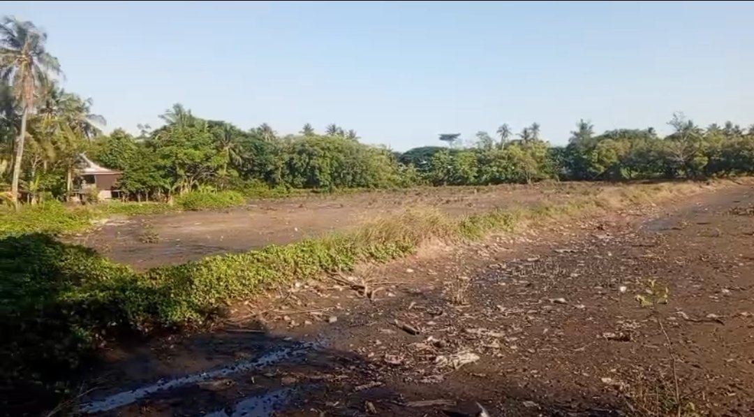 ​Babat Mangrove Demi Galangan Kapal di Barru, Pelaku Terancam Sanksi Berlapis hingga Denda Rp50 Miliar